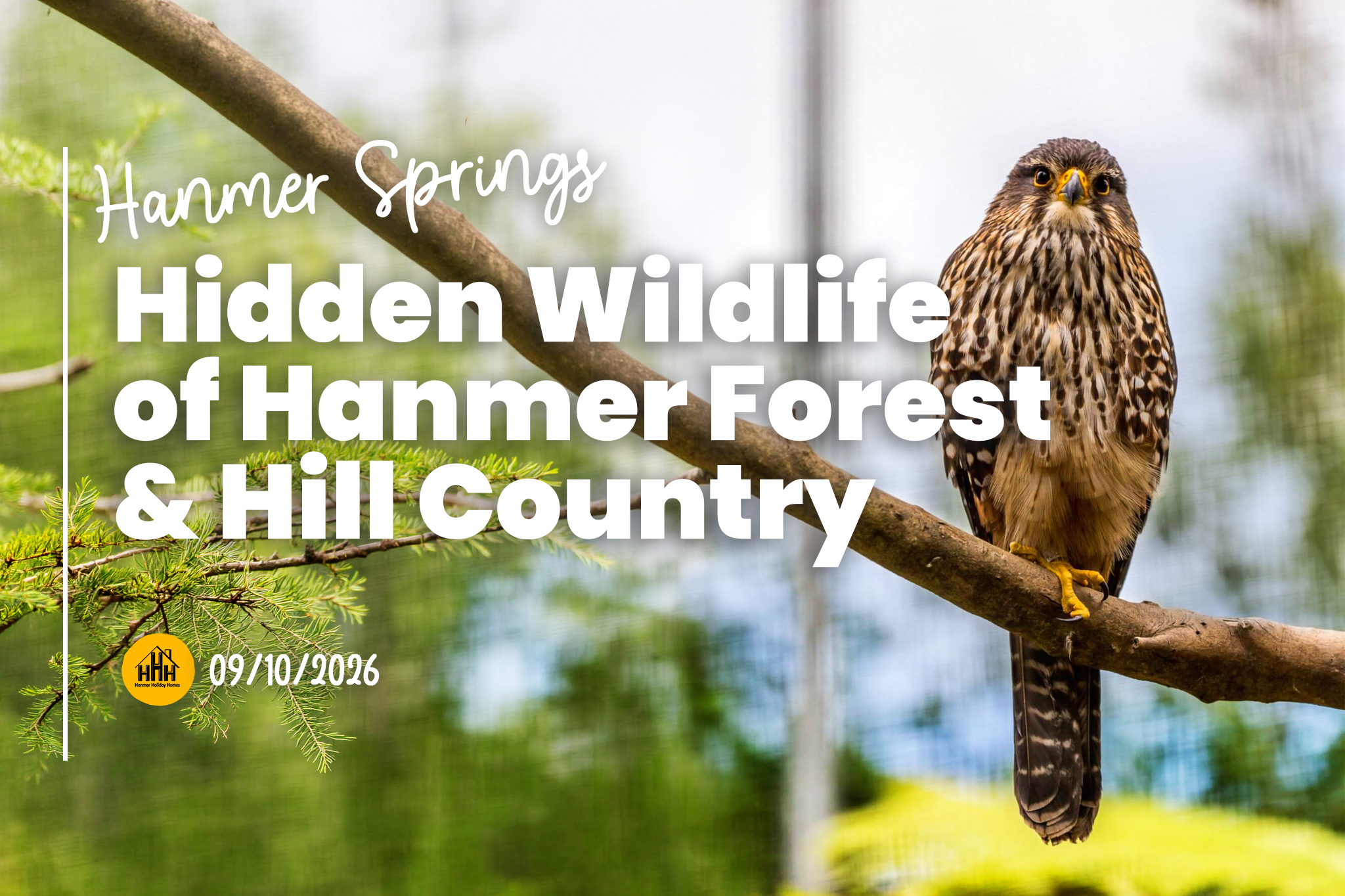 Hidden Wildlife of Hanmer Forest & Hill Country